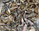 Hình bước làm 1 của món Canh cá bống mũn nấu su hào, củ dền