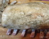 Foto del paso 4 de la receta: Rack de cerdo ibérico al horno 🐷🐽