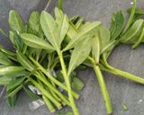 Foto langkah ke 1 dari resep Tumis daun ginseng.