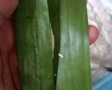 Foto langkah ke 3 dari resep Otak otak ikan.