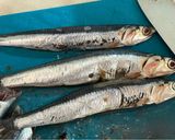 A picture of step 1 of Marinated anchovies.