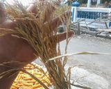 صورة لخطوة 3 من وصفة الارز المشوي 🌾nasi bakar🌾