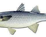 A picture of step 1 of Mullet fish سمك البوري.
