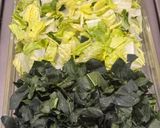 Foto del paso 1 de la receta: Ensalada mixta *Fresca con Limón*