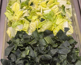 Foto del paso 1 de la receta: Ensalada mixta *Fresca con Limón*