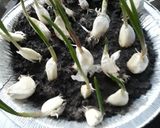 A picture of step 1 of Garlic.