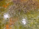Green Pea Soup 🫛