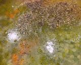 A picture of step 3 of Green Pea Soup 🫛.