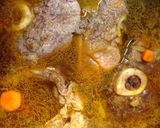 Foto del paso 4 de la receta: Osobucco de ternera en salsa