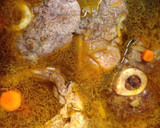 Foto del paso 4 de la receta: Osobucco de ternera en salsa