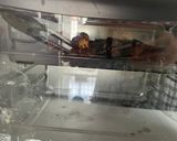 Foto langkah ke 4 dari resep Iga Sapi Bakar!.