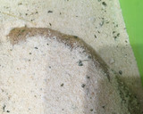 Foto del paso 3 de la receta: Milanesas de pavo
