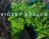 Foto langkah ke 2 dari resep Sambal Rimbang Khas Kalimantan Tengah ala Violet.