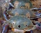 รูปขั้นตอนการทำที่ 1 ของ 🦀🦀ปูดาวต้มน้ำจิ้มซีฟู้ด🦀🦀