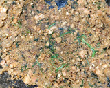 Foto del paso 6 de la receta: Canelón de puerro, con su emulsión y picada de almendras