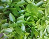 Une image de l'étape 9 de Bouchée de la reine aux legumes basilic pourpre et vert🌶️🌿🌿.