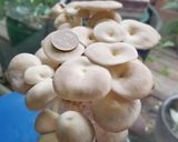 【豐年農場】蔥燒蘆筍秀珍菇的食譜步驟1照片