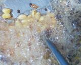 Foto langkah ke 4 dari resep 331. Kacang Kedelai Goreng untuk Cemilan atau toping Masakan.