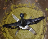 Foto del paso 2 de la receta: Paté de aguacate y atún