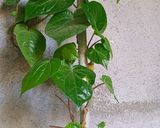 A picture of step 1 of Homegrown Paan + Guava Mojito.