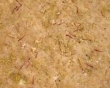 ડ્રાયફ્રુટ શીંગ સુખડી(dryfruit sing sukhdi recipe inGujarati) રેસીપી સ્ટેપ2ફોટો