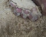 A picture of step 2 of Churma Laddoo.