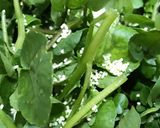 Hình bước làm 3 của món 🌱 Cải Xoong Xào Cà Chua (Vegan)