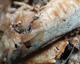 Foto langkah ke 1 dari resep Ikan Kembung Sambal Pete.