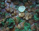 A picture of step 8 of Chicken karahi 😋.