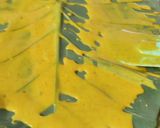 A picture of step 1 of Stir Fry Alu vadi(Arbi leaves,Patra).
