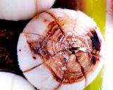 Foto del paso 2 de la receta: Cebolla asada