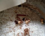 Foto langkah ke 2 dari resep 140.Nasi Biryani Opor.