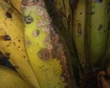 Foto langkah ke 1 dari resep Pispa Goreng (Pisang Pangsit Goreng) 🤗.