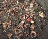 Foto langkah ke 3 dari resep Cumi Hitam Pedas.