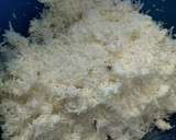 Foto langkah ke 1 dari resep Kue putu ayu super lembut.