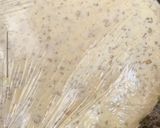 Une image de l'étape 4 de Crêpes 🍯milles trous 🕳 à l’oranaise🥞beghrir🥞.