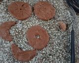 Foto del paso 5 de la receta: Galletitas de chocolate