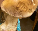 Foto del paso 1 de la receta: Boletus salteados al ajillo