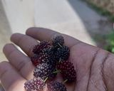 A picture of step 1 of Mulberry Smoothie/Milkshake.