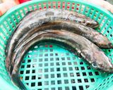 Hình bước làm 1 của món CÁ BỚP RIM CAY & NƯỚC DỪA XIÊM