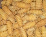 Foto langkah ke 6 dari resep Kue Kuwuk/kue bawang Simple.