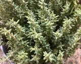 Une image de l'étape 12 de 🌶️🥄Chorba🪹frik🌿au maquereau 🐬شربة فريك.
