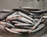 Foto del paso 1 de la receta: Boquerones a la Romana