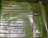 Foto langkah ke 4 dari resep Lemper Isi Abon.