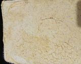 Foto del paso 3 de la receta: Fainá con muzzarella