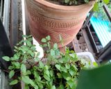 A picture of step 1 of Kadha.