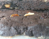 Foto del paso 5 de la receta: Brownie sin azúcar