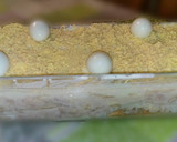 Foto del paso 7 de la receta: Pastel de atún