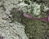 Foto langkah ke 3 dari resep Kue Putu.