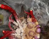 Foto langkah ke 4 dari resep Rica lele pedes mantul.